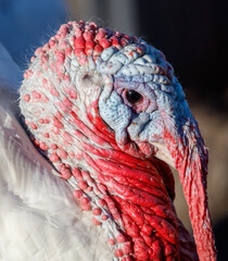 Wall Mural - A turkey with a red and white head