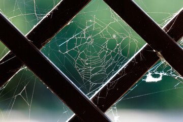 Wall Mural - A spider web is seen through a window frame