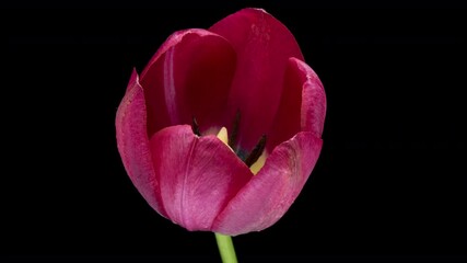 Wall Mural - Timelapse of pink tulip flower blooming on black background,