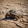 © Skip - A desert tortoise walking slowly across cracked earth.