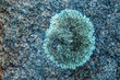 © Austockphoto - Close up of lichen on granite boulders.