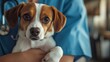 © Nathan - A small, affectionate dog is cradled by a veterinarian in a blue scrubs, showcasing care and compassion in a clinical setting.