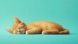 © Pongsiri Payarach - Adorable Orange Kitten Sleeping Peacefully on Teal Background