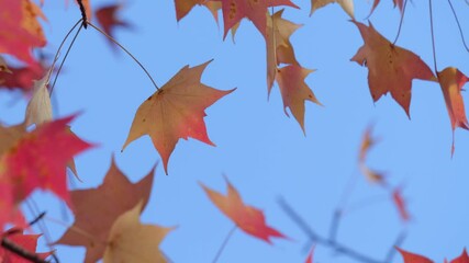 Wall Mural - Beautifully dyed maple trees in red, a typical autumnal scene