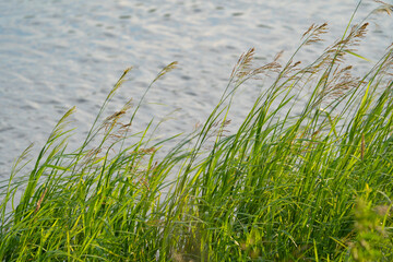 Wall Mural - various field grasses and flowers on the background of the setting sun