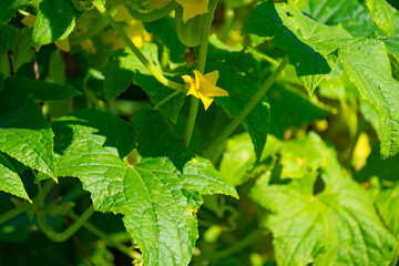 Wall Mural - cucumber ovary with pimples on the stem with a yellow flower on a Sunny day