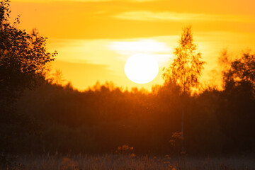 Wall Mural - various field grasses and trees on the background of the setting sun