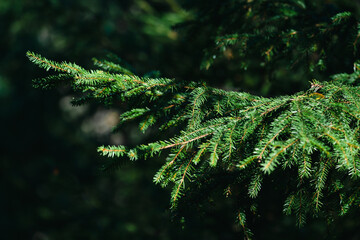 Wall Mural - branches of a green Christmas tree in natural conditions, natural background