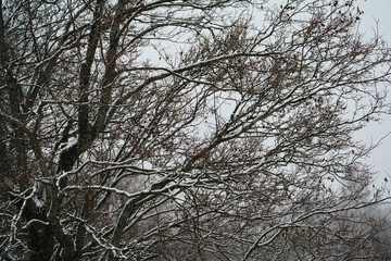 Wall Mural - winter frozen river covered with snow, with birches on the banks