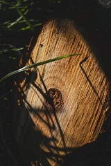 Wall Mural - Wood texture close-up