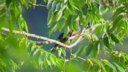 Wall Mural - Black bulbul perched in a tree and green leafs