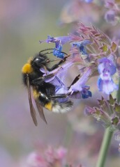 Sticker - Bumblebee on Purple Flower