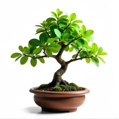 Wall Mural - A bonsai tree with green leaves and a brown trunk in a simple pot on white background