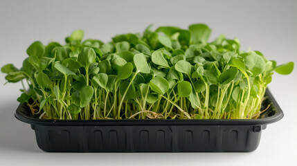 Wall Mural - Microgreens growing in black tray with fresh green plants and vibrant leaves for healthy lifestyle