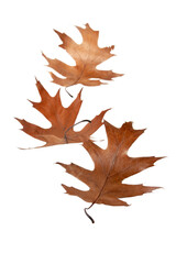Wall Mural - Dry brown oak fallen leaves isolated transparent png.
