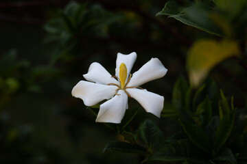 Wall Mural - Gardenia Jasminoides flower blooming in the garden with green leaves. Commonly known as Gardenia and Cape Jasmine, is an evergreen flowering plant in the coffee family Rubiaceae. White flower