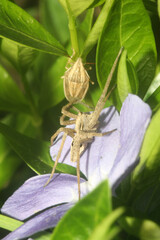 Wall Mural - spider on a leaf