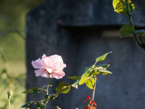 detail of pink rose in a garden