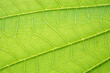 © Kwangmoozaa - Natural plant green leaf texture surface background