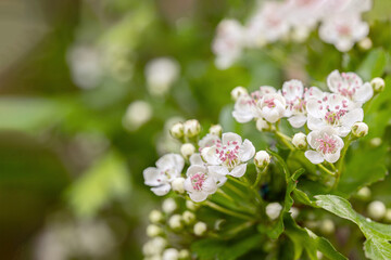 Wall Mural - hawthorn blossoms with typically pink stamen (genus crataegus).