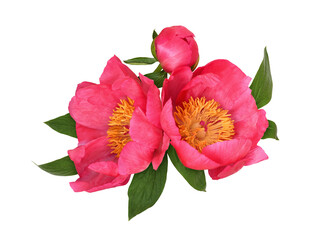Wall Mural - coral peony flowers in a floral arrangement isolated on white or transparent background
