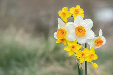 Wall Mural - small posy of narcissus flowers. mixed variations. copy space.