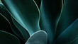 © RooM The Agency - Close-up of the leaves of an agave plant, USA