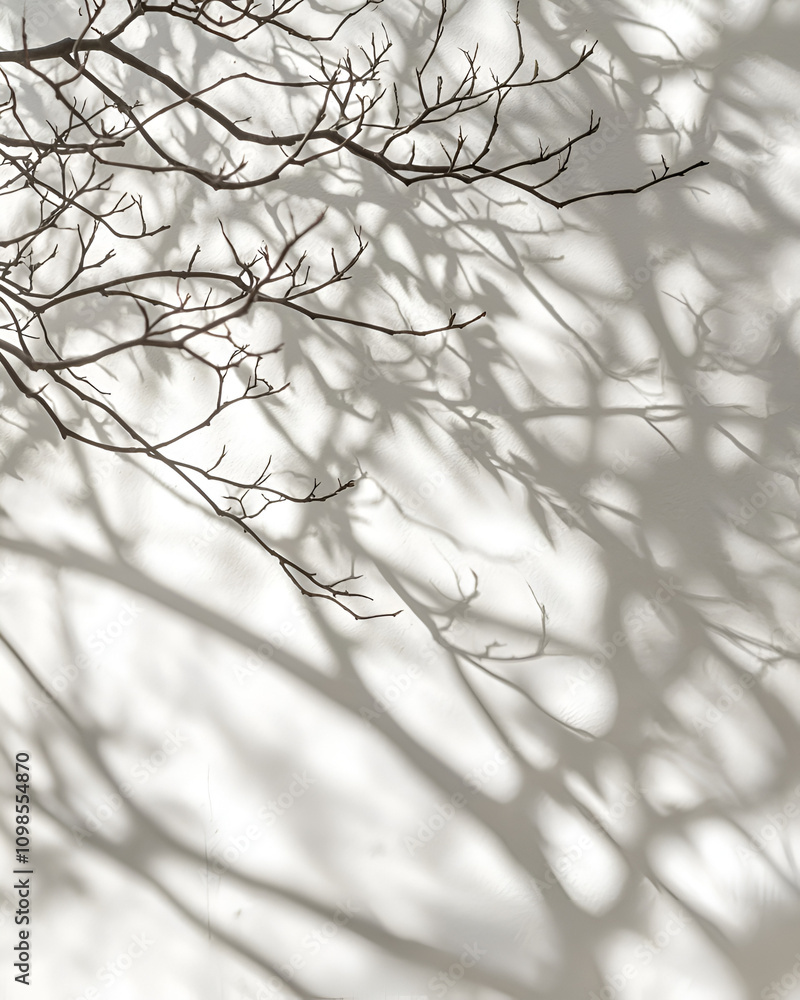 Soft light casting long shadows of tree branches across a white wall ...