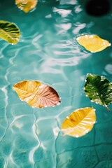 Poster - A group of leaves float on the surface of a calm pool of water, reflecting the surrounding environment