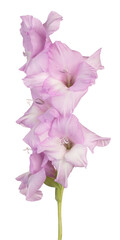 Wall Mural - gladioli flower