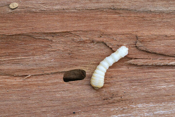 Wall Mural - Longhorned Beetle larva, Cerambycidae sp., burrowing into wood.