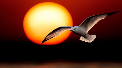 Poster -  a seagull flying in front of a beautiful sunset, its wings spread wide as it soars through the air The sun is setting in the background, casting a warm orange glow