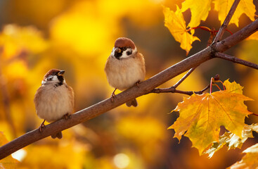 Wall Mural - birds sparrows sitting on beautiful branch in autumn golden garden