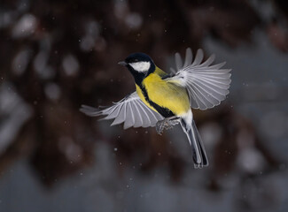 Wall Mural - tit bird flying in garden under falling snow