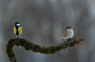 Wall Mural - -two birds tit and sparrow sitting on a beautiful branch in the garden under the falling snow