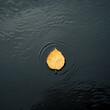 © StudioXAhmed - A single golden leaf resting on the surface of a quiet reflective lake