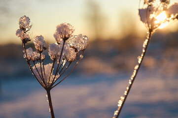 BEAUTIFUL WINTER photos with snow and icy branches with sun glare and leaves. High quality photo