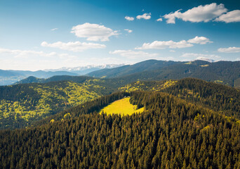 Aufkleber - Gorgeous mountain landscape with coniferous forests on the slopes in sunny weather. Carpathian mountains, Ukraine, Europe.