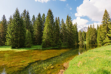 Aufkleber - A cozy place in the middle of a coniferous forest in swampy area. National park Durmitor, Montenegro, Europe.