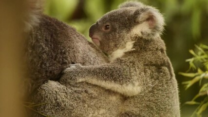 Wall Mural - Koala babies are called joeys. A newborn joey looks just like a pink jellybean. It is about two centimetres long, has no fur and its eyes and ears are not yet fully formed.