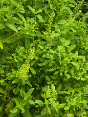 Wall Mural - close up view of the fresh green basil in the garden