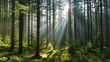 © Sasint - Dense forest with sunlight filtering through the trees, creating a serene and peaceful atmosphere