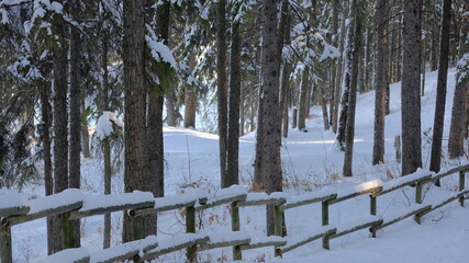 Wall Mural - snow, fence, outdoor