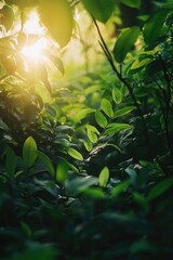 Wall Mural - Sunlight filtering through tree leaves