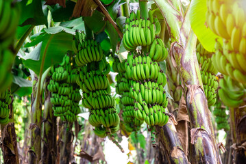 Wall Mural - Fresh banana from organic Field. Tropical fresh green plantain banana in the fields.