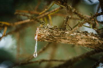 Wall Mural - A tree branch with a drop of water on it