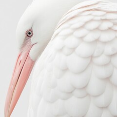 2408_118.Extreme closeup of a Stork's Back, showcasing intricate details and textures,isolated on white background