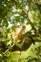 Wall Mural - a squirrel monkey perched on a tree branch. Monkeys in their enclosure at the zoo. An animal in captivity.	