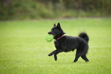 Wall Mural - Dog is running in grass. She has so nice face. She is so patient model.	
