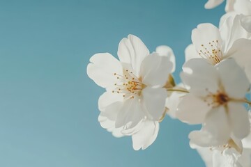 Sticker - Delicate white cherry blossoms against a blue sky